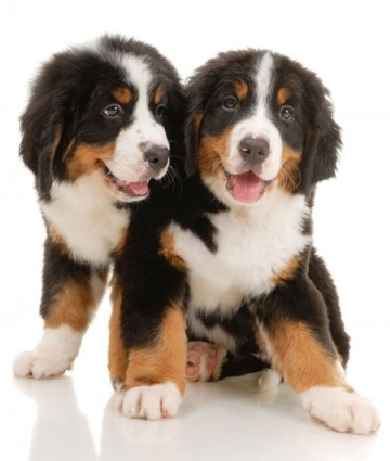 House Training Your Dog - Puppy Image