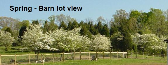 Circletop Farm - Spring Barn Lot View