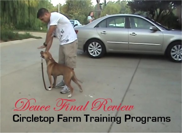 dog training Circletop Farm Training Programs