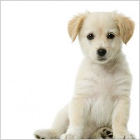 Private Dog Training - Personal Dog Trainer